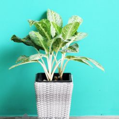 Chậu cây văn phòng mây nhựa đan vuông vát MT-P003