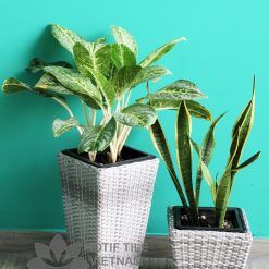 Chậu cây văn phòng mây nhựa đan vuông vát MT-P003