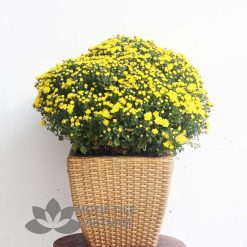 Chậu cây nhựa đan vuông vát thấp MT-P019 10 Chậu cây nhựa đan vuông vát thấp MT-P019