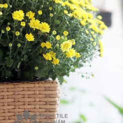 Chậu cây nhựa đan vuông vát thấp MT-P019 12 Chậu cây nhựa đan vuông vát thấp MT-P019