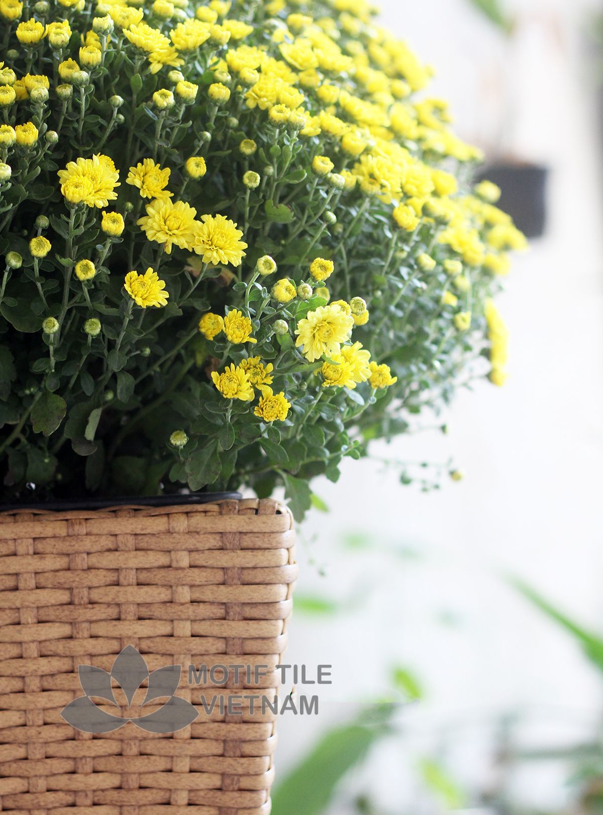 Chậu cây nhựa đan vuông vát thấp MT-P019 6 Chậu cây nhựa đan vuông vát thấp MT-P019