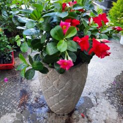 Chậu xi măng hoa ly 8 Chậu xi măng hoa ly