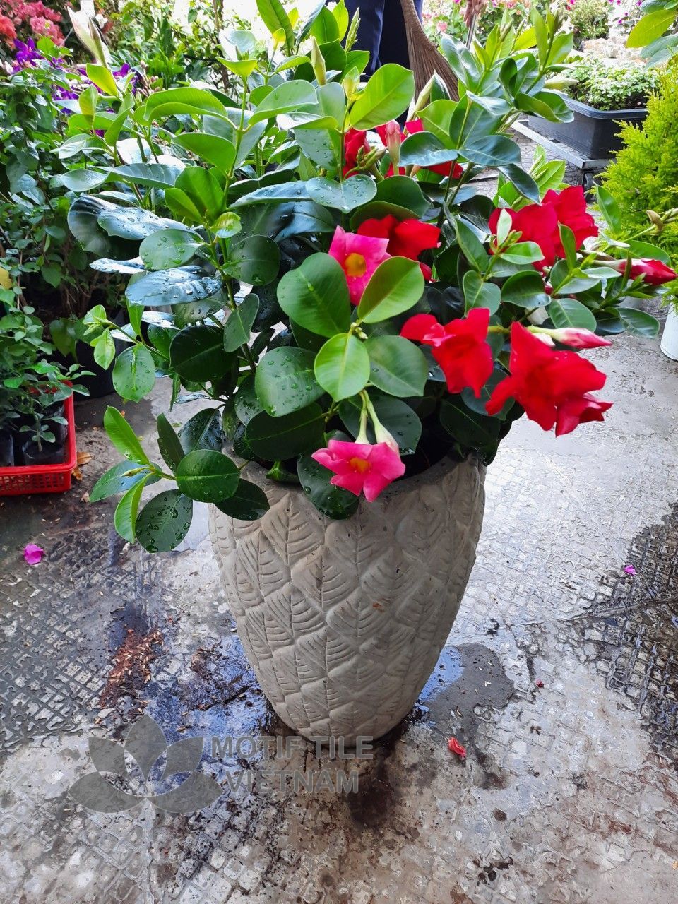 Chậu xi măng hoa ly 4 Chậu xi măng hoa ly