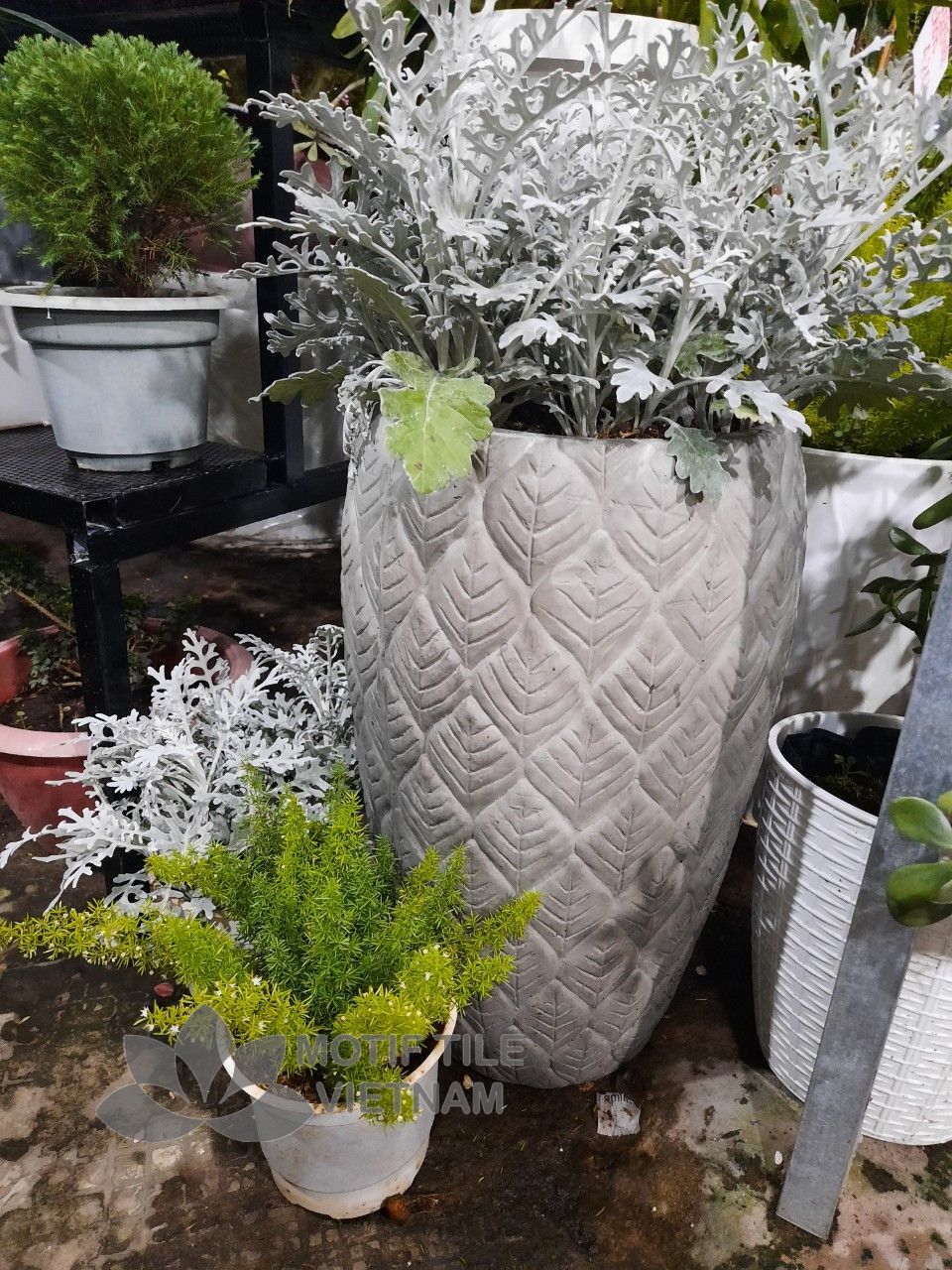 Chậu xi măng hoa ly 5 Chậu xi măng hoa ly