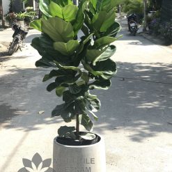 Chậu đá mài Remy 42x43 11 Chậu đá mài Remy 42x43