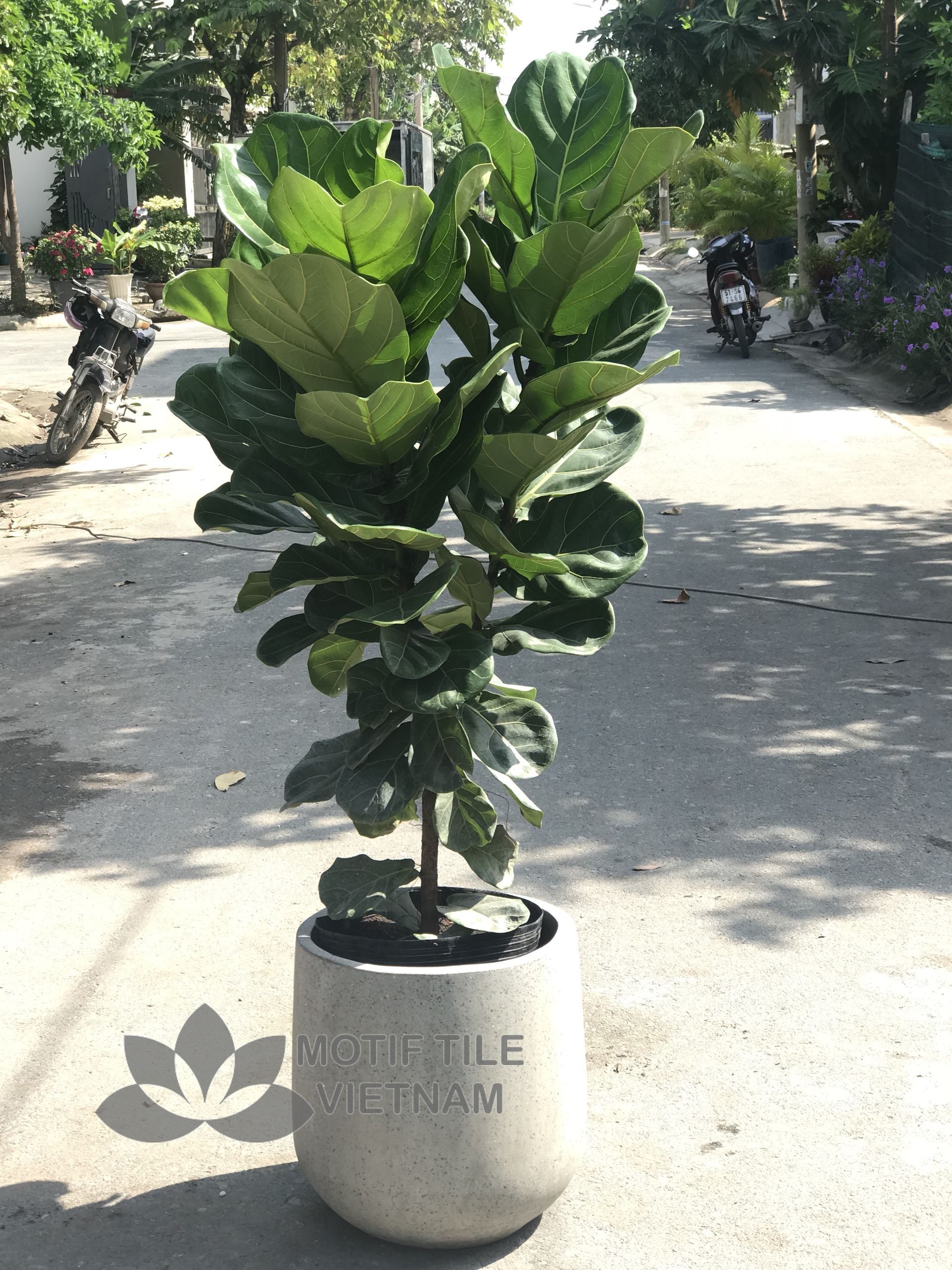 Chậu đá mài Remy 42x43 6 Chậu đá mài Remy 42x43