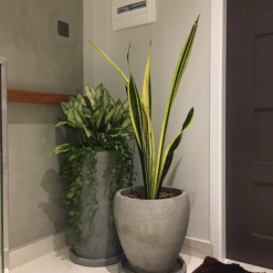 Chậu đá mài Chivas 30x40