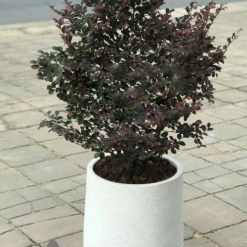 Chậu đá mài hình giọt nước 30x50 10 Chậu đá mài hình giọt nước 30x50